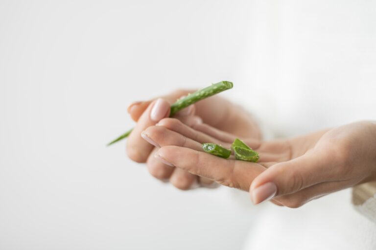 aloe vera : feuilles et gel de la plante