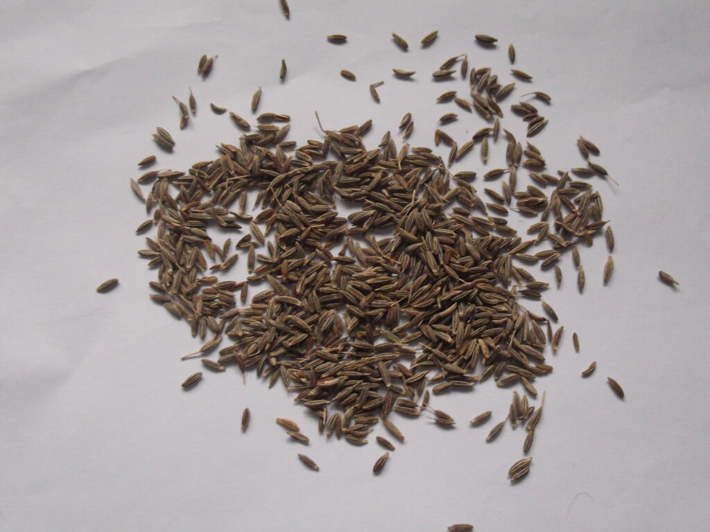 Cumin : graines séchées de Cuminum cyminum