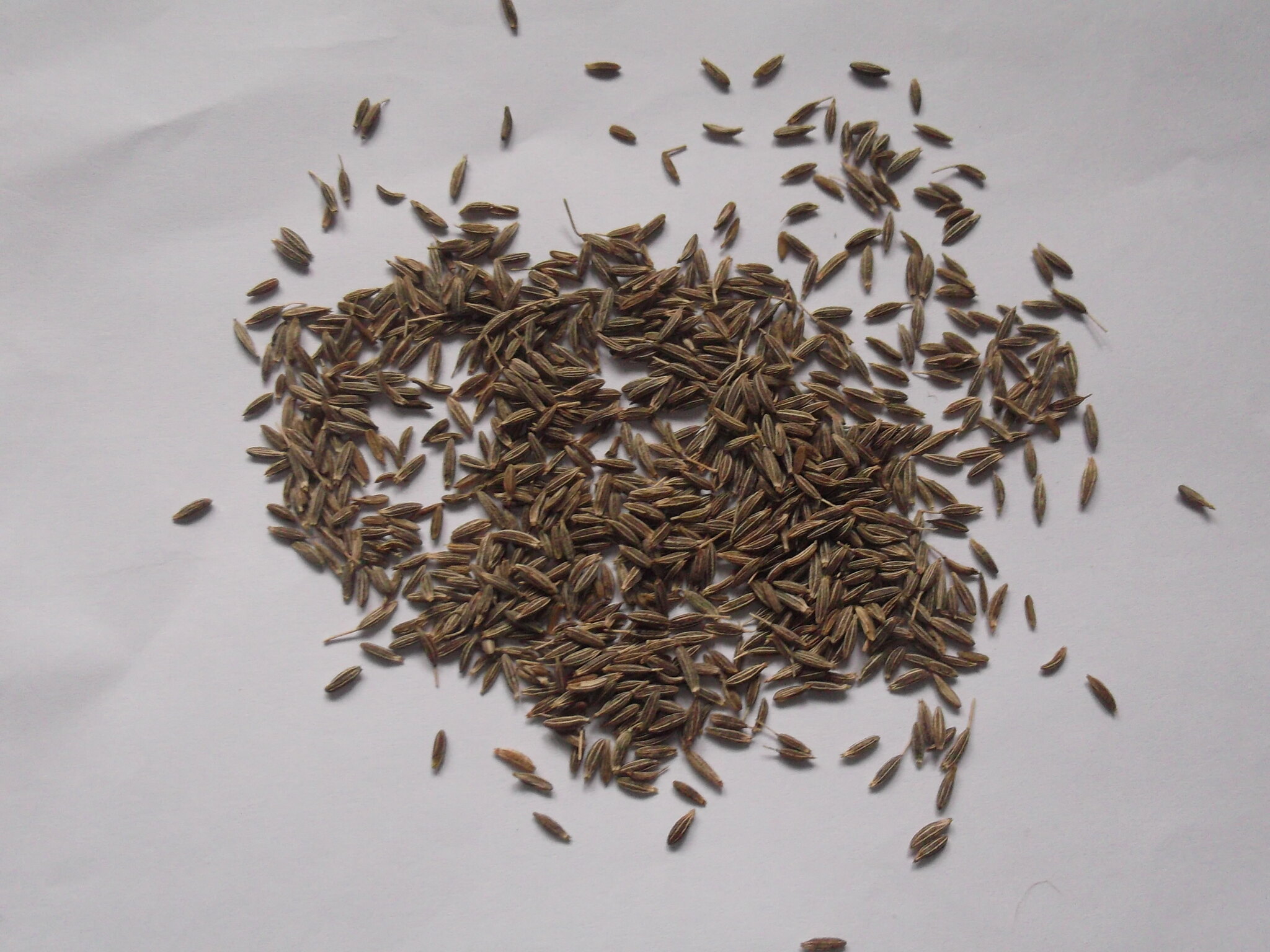 Cumin: benefits, dosage and precautions