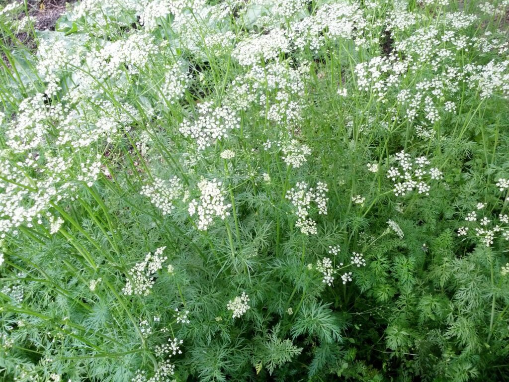 Cumin plant in flower