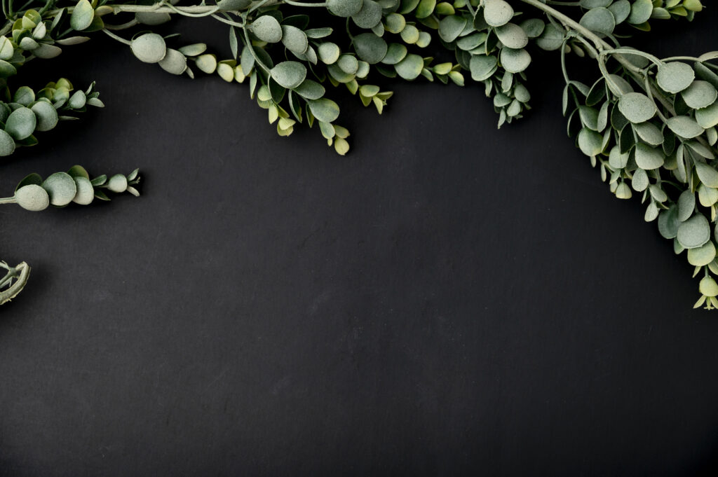 Feuilles d'eucalyptus sur fond ardoise sombre