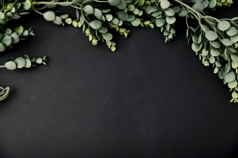 Feuilles d'eucalyptus sur fond ardoise sombre