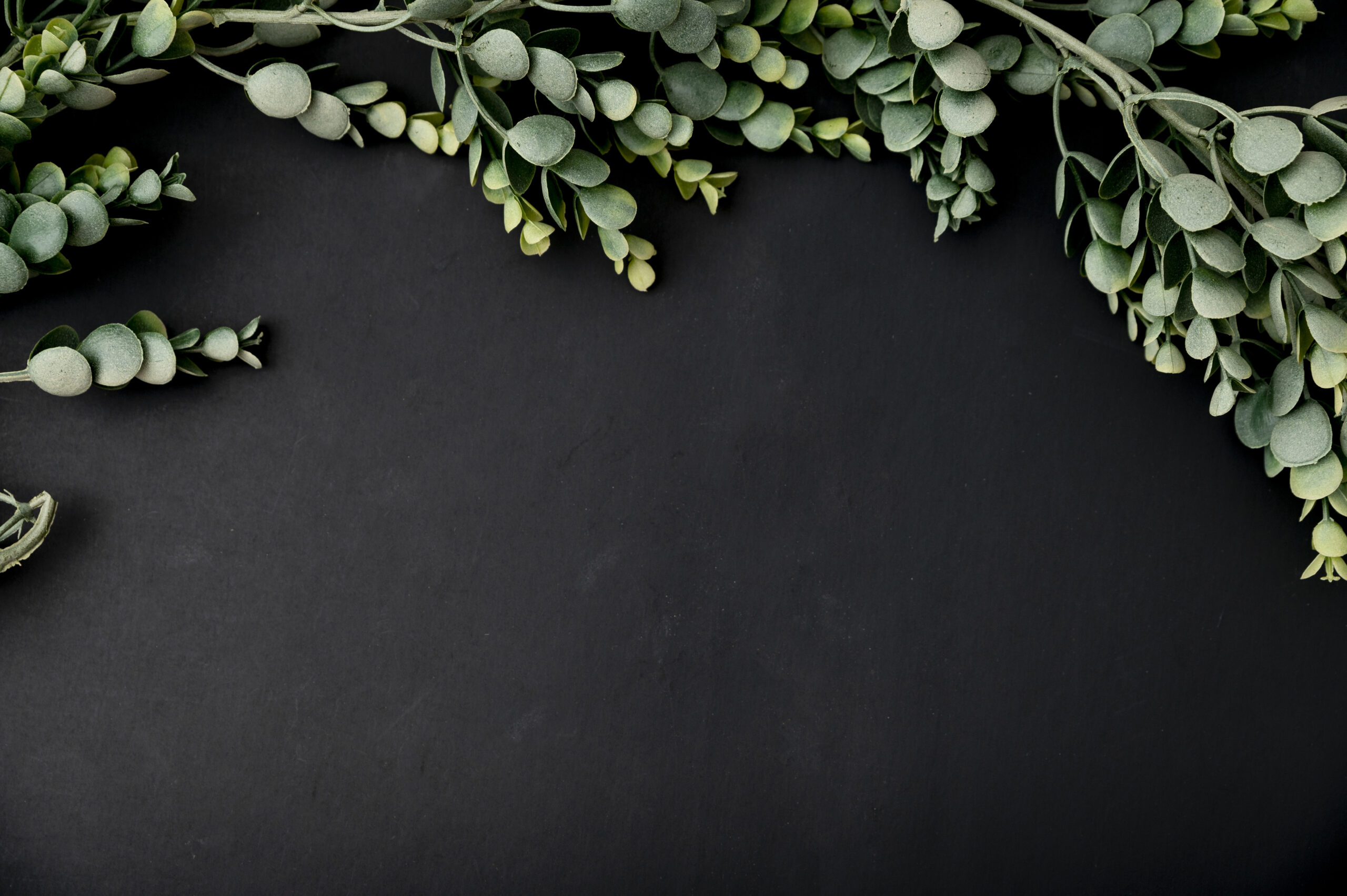 Eucalyptus: benefits, dosage and precautions