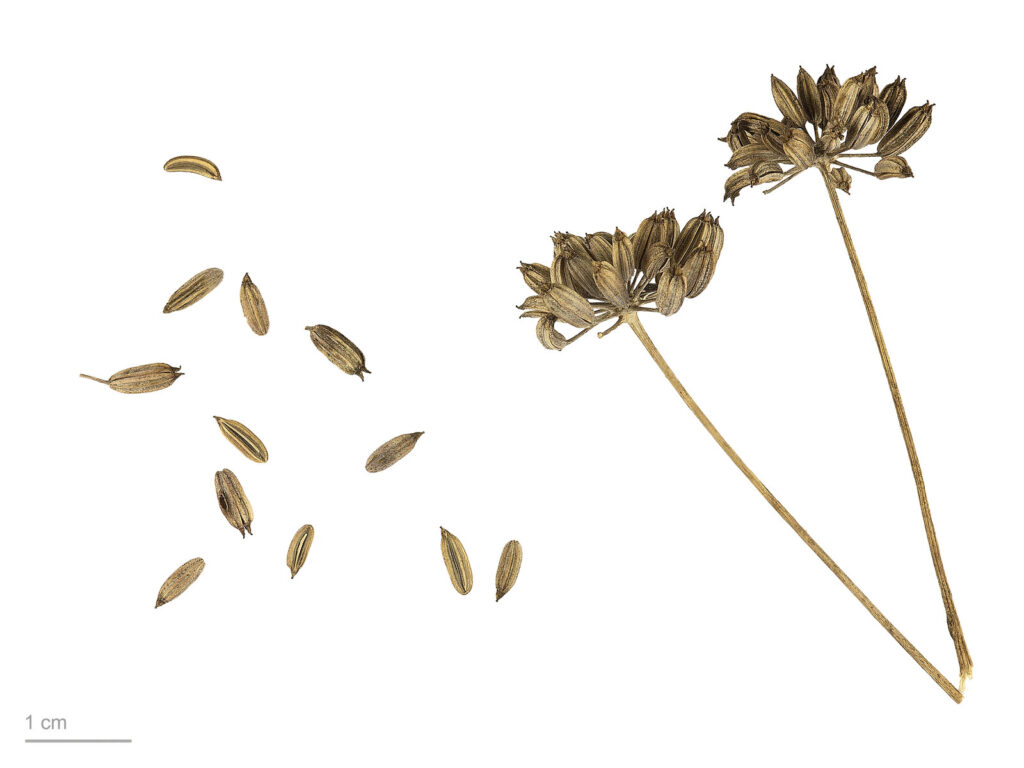 Fennel seeds used for infusion