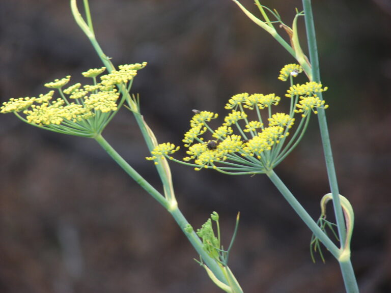 Fenouil : ombelles jaunes de Foeniculum vulgare
