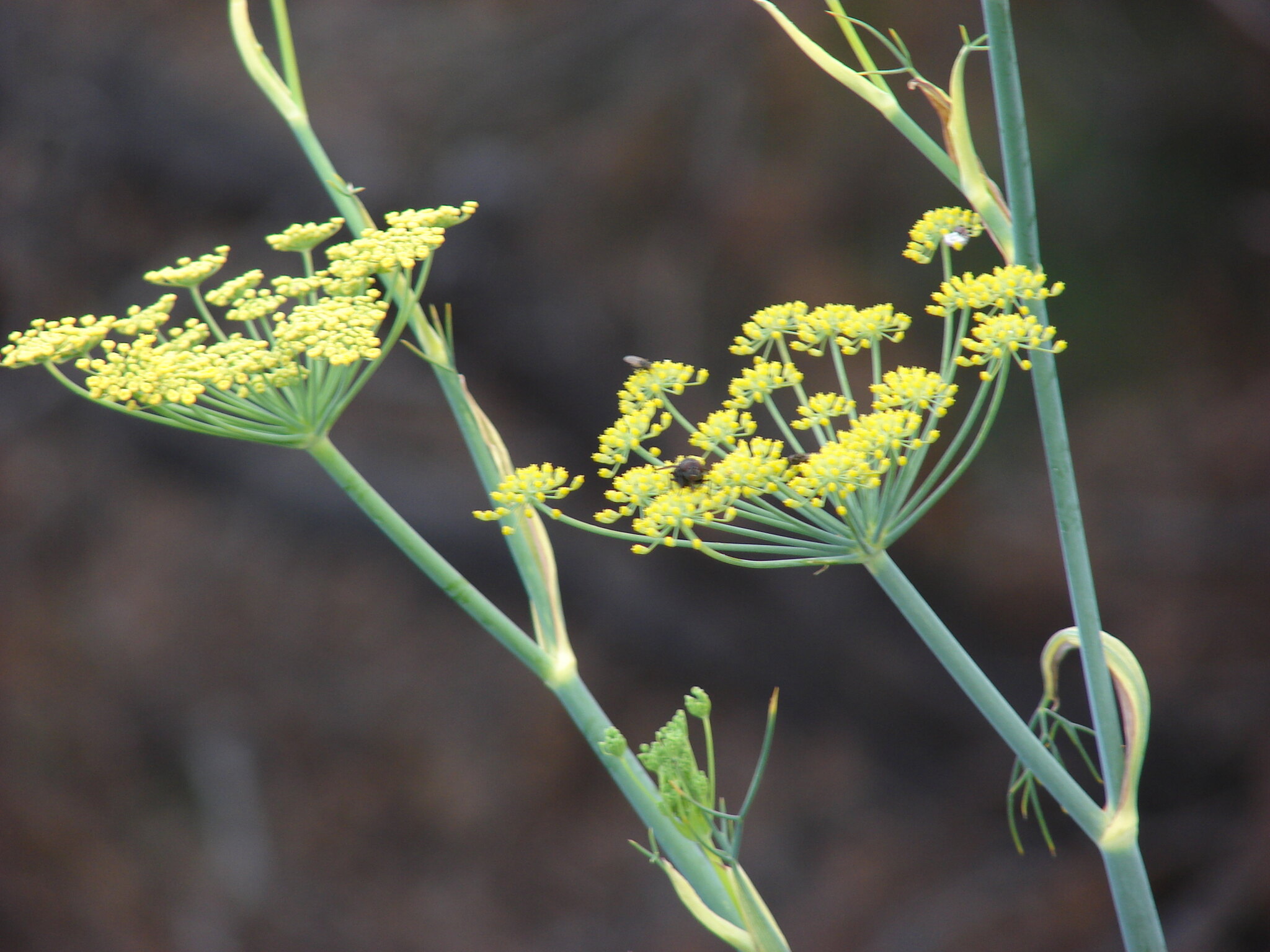 Fennel: benefits, dosage and precautions