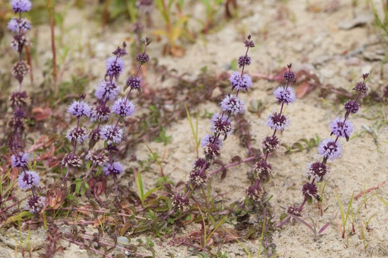 Menthe pouliot (fliyou) en fleur dans son milieu naturel