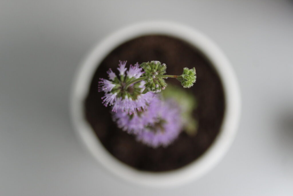 Pennyroyal mint infusion in a cup