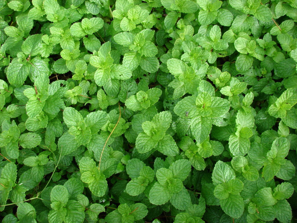 Menthe verte : feuilles fraîches de Mentha spicata