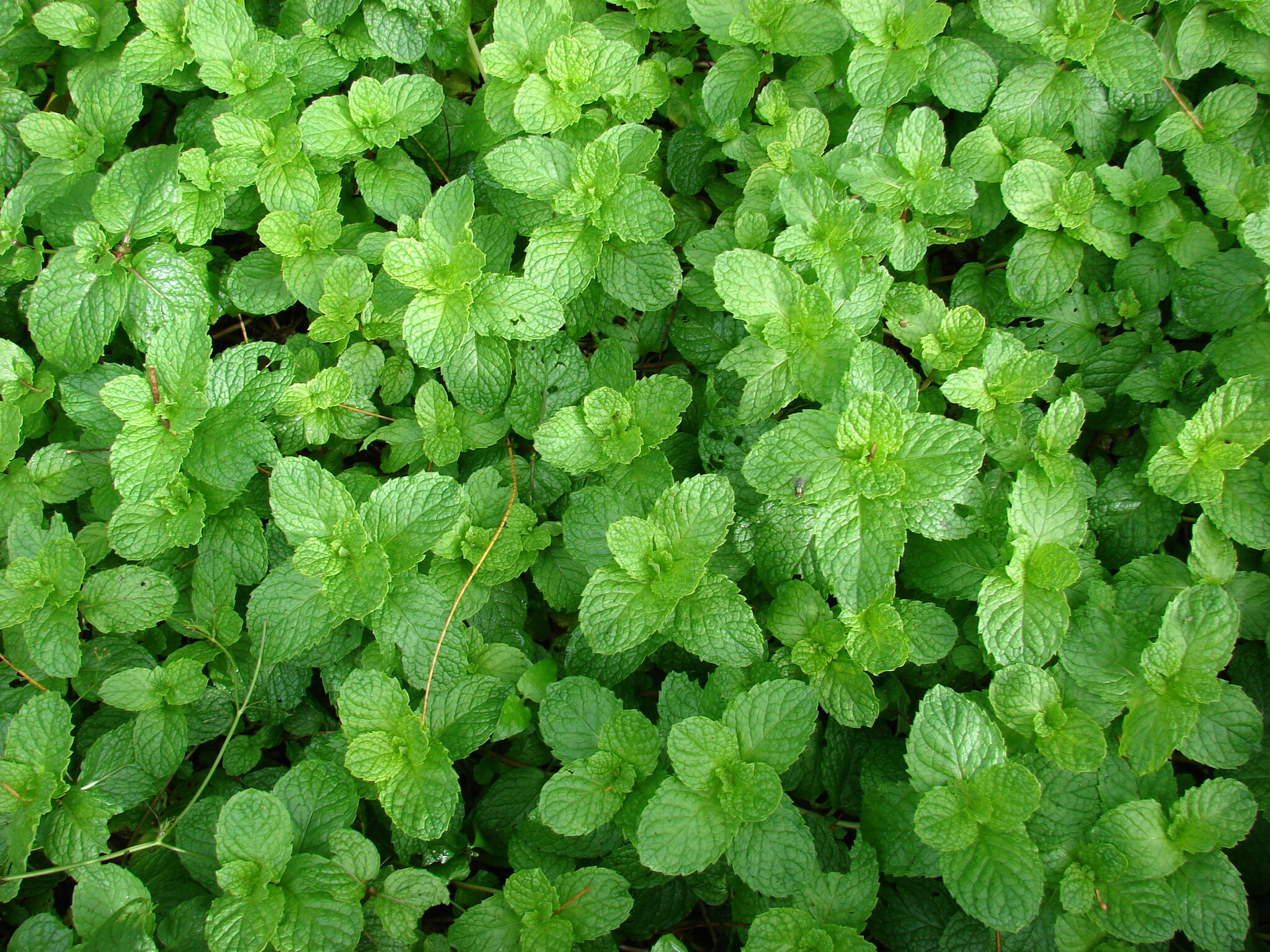 Spearmint: benefits, dosage and precautions