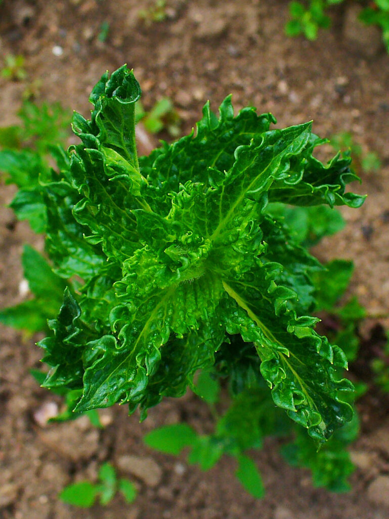 A spearmint plant grown in a garden