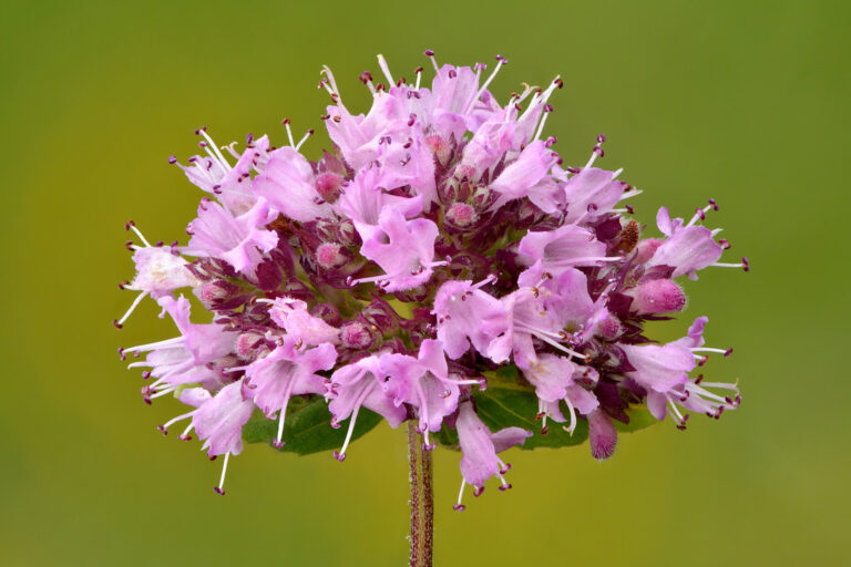Origan (Origanum vulgare) en fleur