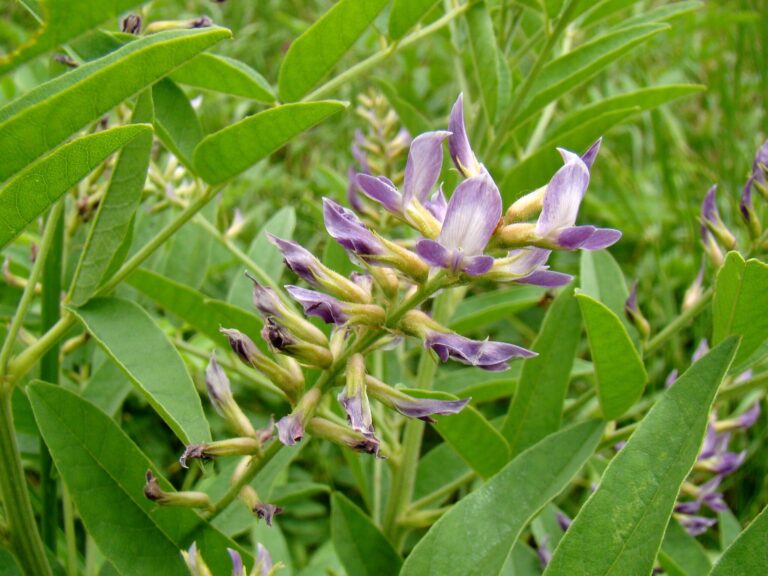 Réglisse (Glycyrrhiza glabra) en fleur