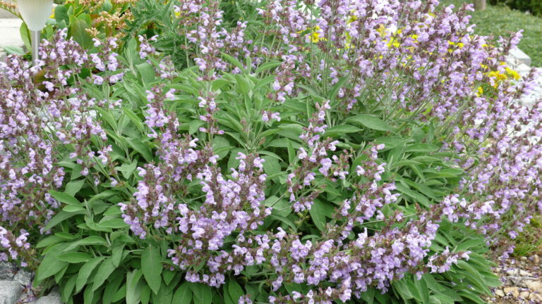 Sauge officinale en fleur dans un jardin