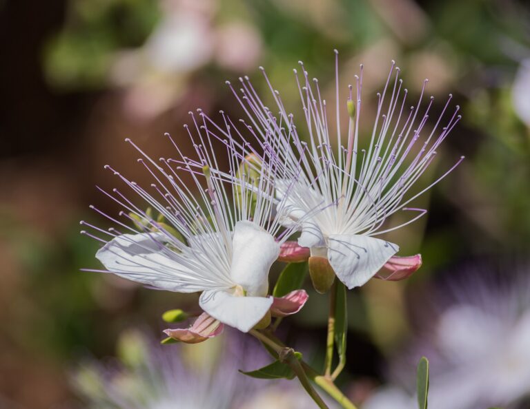 Câprier (Capparis spinosa) en fleur, plante médicinale méditerranéenne