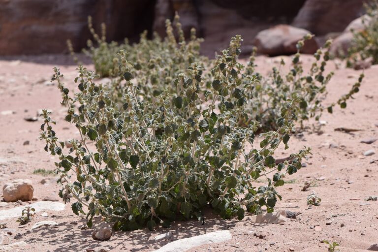 marrube blanc (Marrubium vulgare) — plante médicinale marocaine