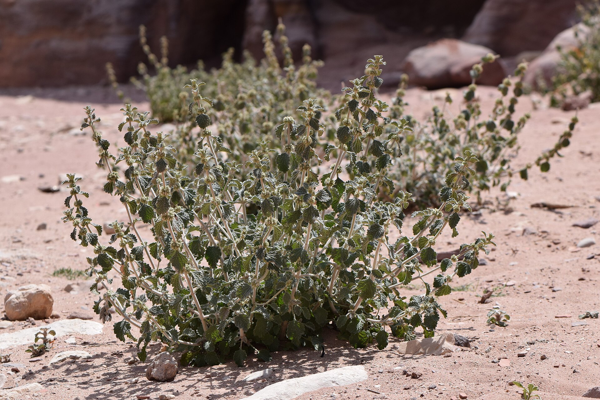 Marrube blanc (Merriwa) : bienfaits, dosage et précautions