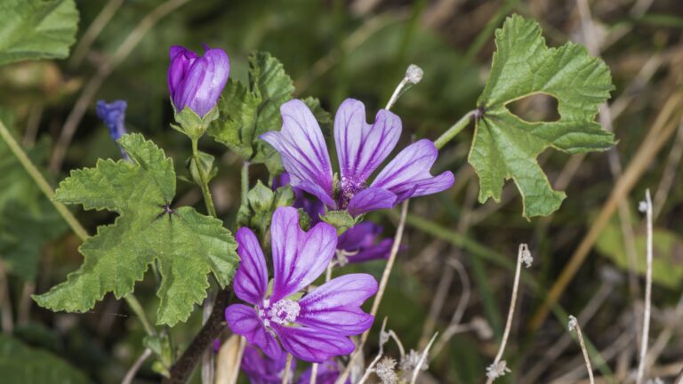 mauve khoubiza fleurs de Malva sylvestris