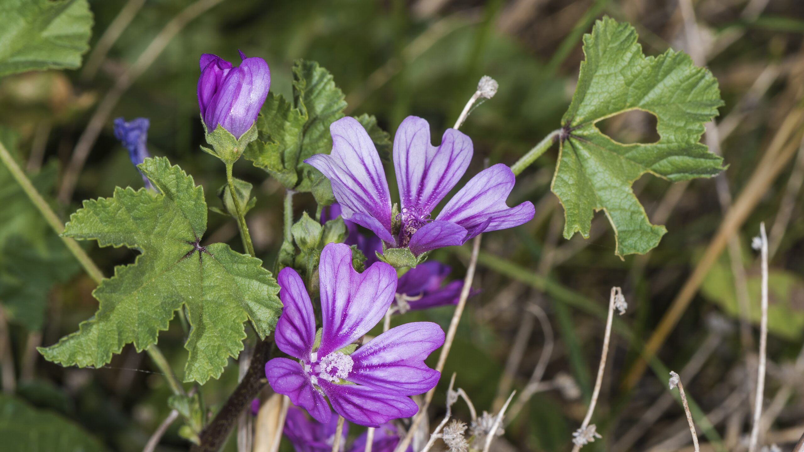 Mauve (Khoubiza) : bienfaits, dosage et précautions