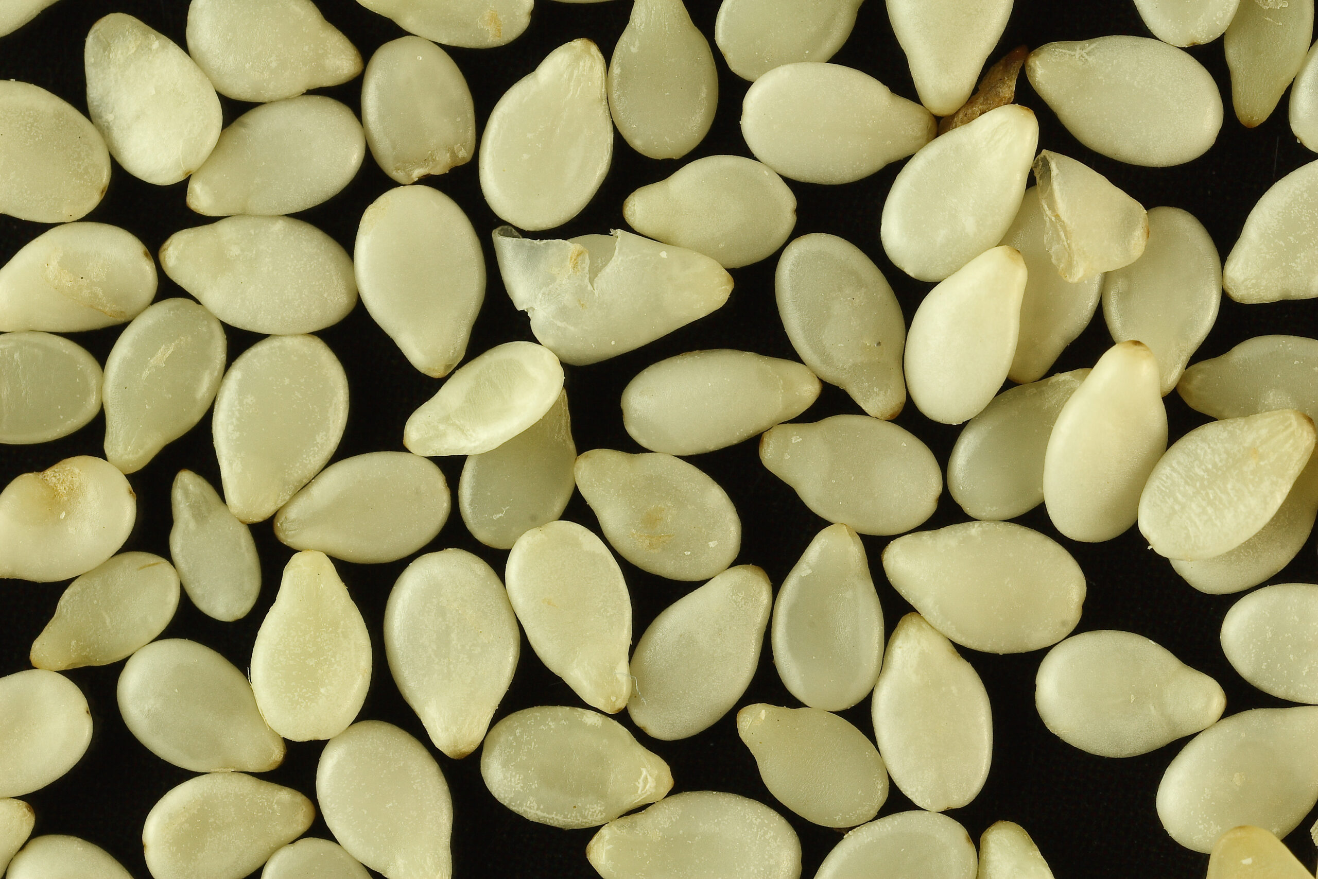 Sésame (Jeljlane) : bienfaits, dosage et précautions