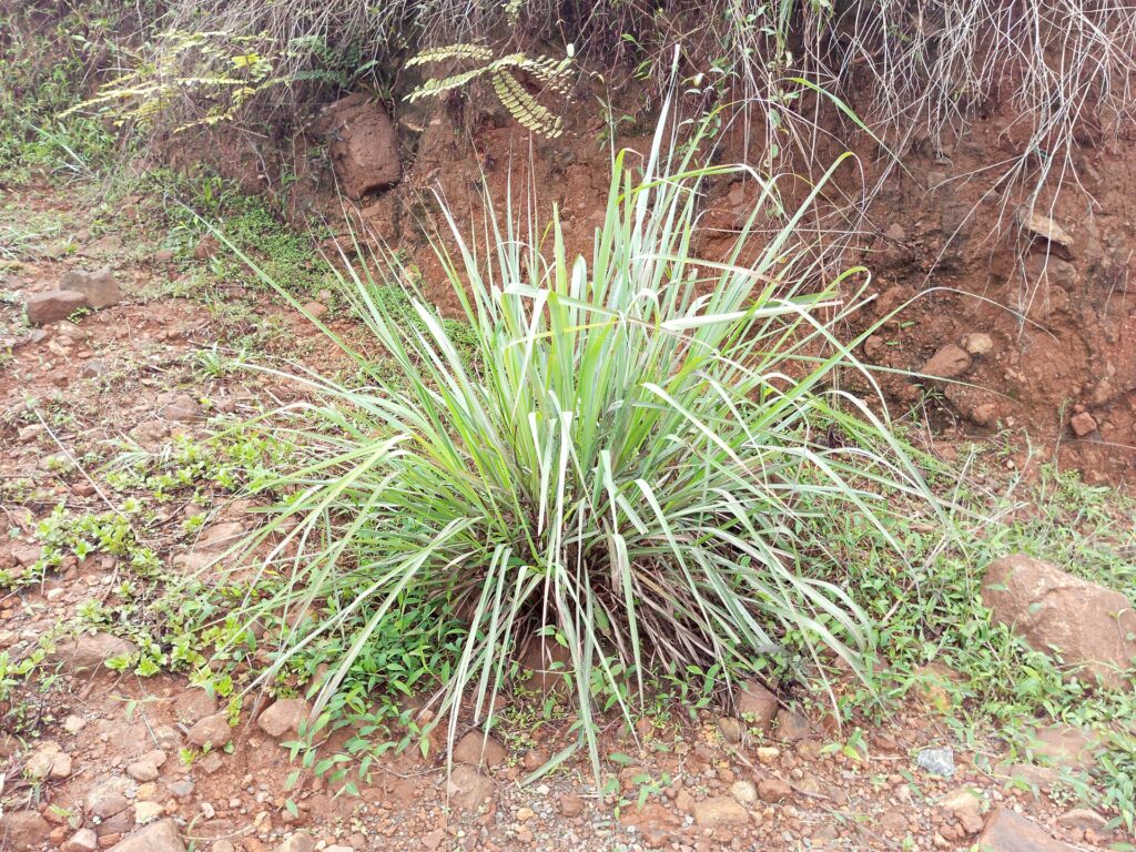 Plant de citronnelle