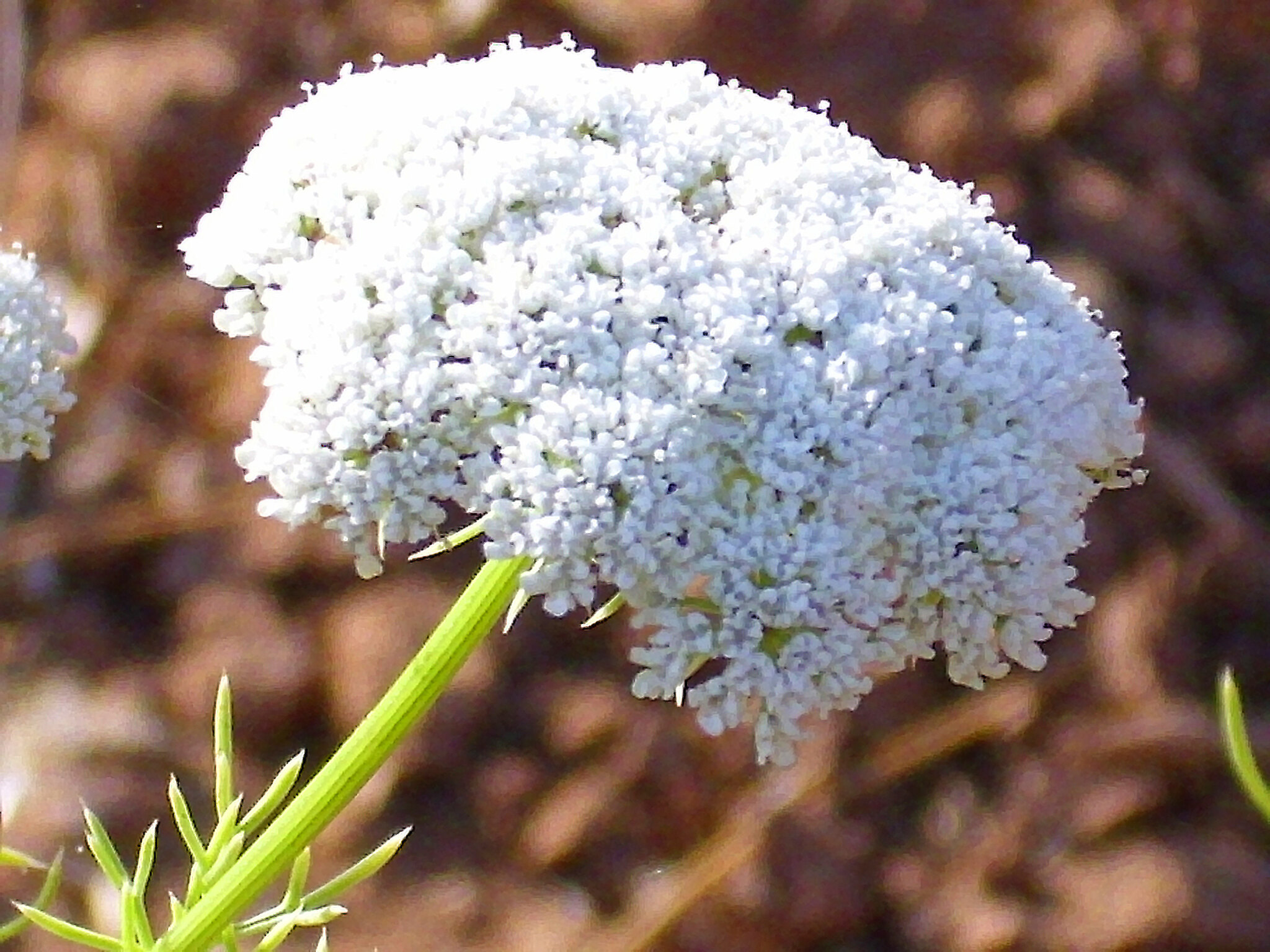 Khella (Bechnikha) : bienfaits, dosage et précautions