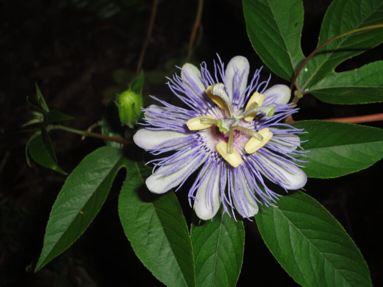 Passiflore : fleur et bouton de Passiflora incarnata