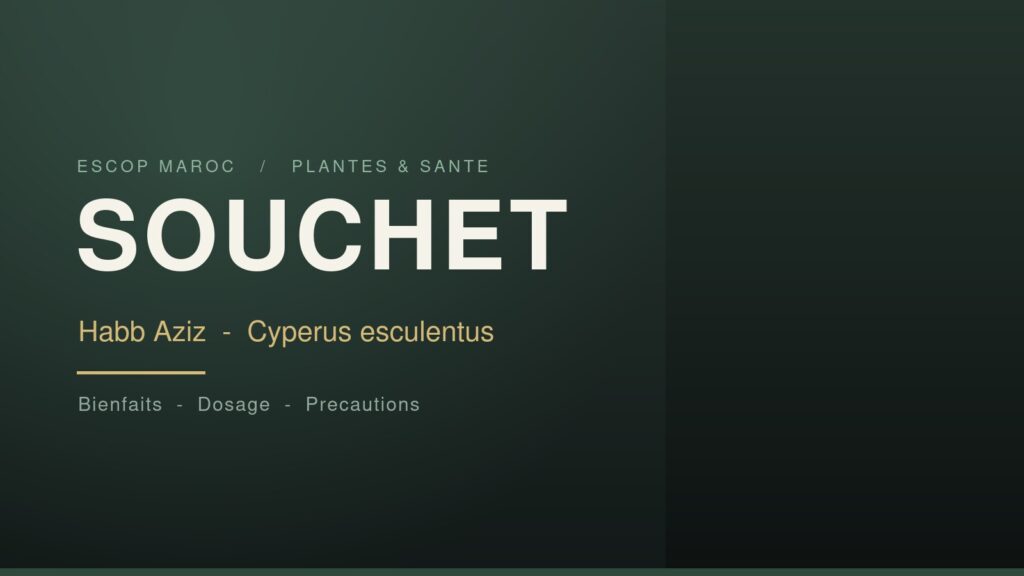 Souchet (habb aziz), tubercule de Cyperus esculentus : bienfaits et dosage