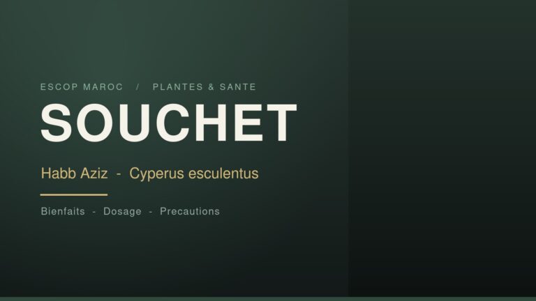 Souchet (habb aziz), tubercule de Cyperus esculentus : bienfaits et dosage