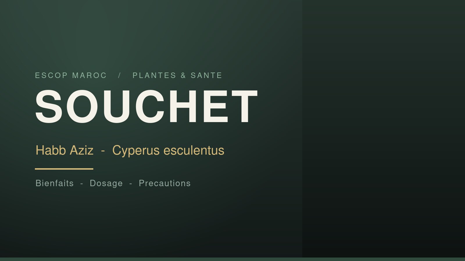 Souchet (Habb Aziz) : bienfaits, dosage et précautions